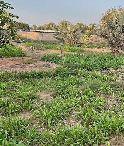 مزرعه مبارك ود سعيد الصابري - Sur - +968 9509 9992