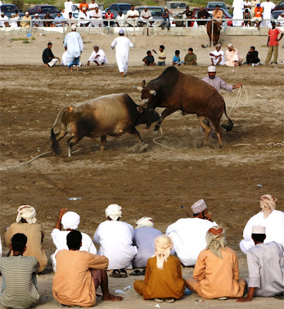 Circuit Mnatahh Bulls Barka - Barka -