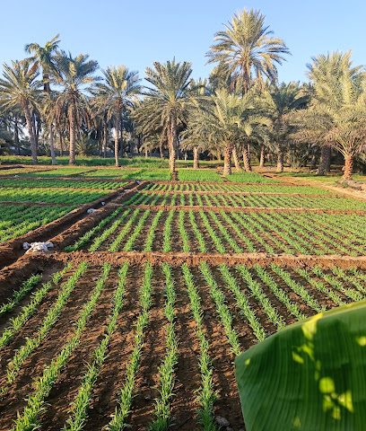 منزل سيف بن محمد السعيدي وأبناءه - Al Khaburah - +968 9565 7477