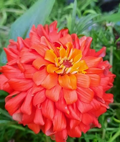 Duqm Flowers - Duqm - +968 9558 9130