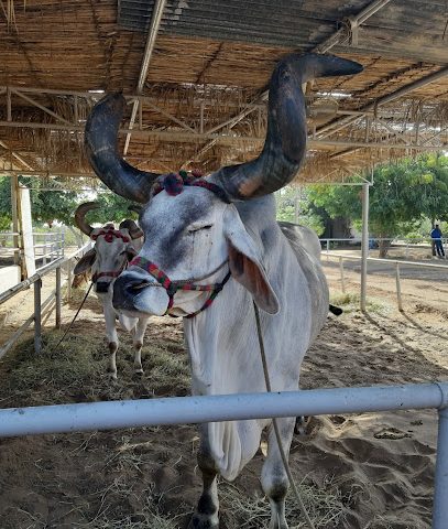Mk farm khimjiramdas - Barka -