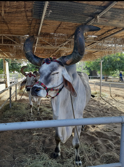 Mk farm khimjiramdas - Oman|Barka|mk farm