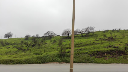 Grass market - Salalah - +968 9092 6810
