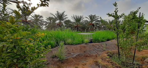 مزرعة عبدالله بن محمد القاسمي - Seeb - +968 9573 0303