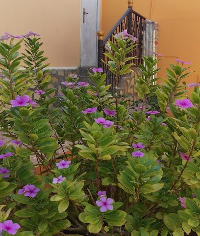 طوي خبيبة رمان - Nizwa - +968 9592 0999