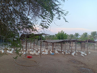 Murali poultry farm - الشخاخيط - +968 9235 7026