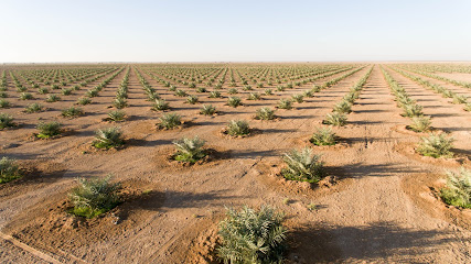 Nakheel Oman Development Comany - Farm Alwajn - As Sunainah -