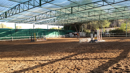 Arabian Horse Riding - Muscat - +968 9220 7559