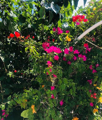 مزرعة جبيجبة Jubygubah Farm - Al Hamra -