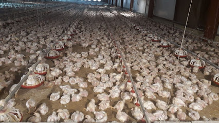 Checken farm مزرعة الدجاج - Sohar - +968 9637 2966