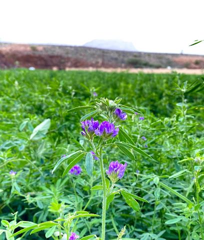 مزرعة علي بن عامر الهنائي Farm of Ali Aamir Al Hinaai - Al Hamra -