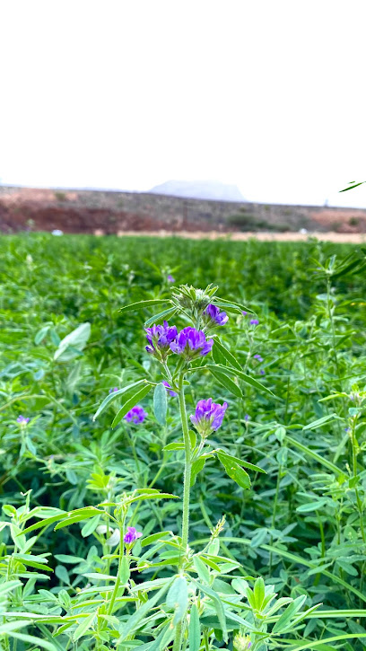 مزرعة علي بن عامر الهنائي Farm of Ali Aamir Al Hinaai - Oman|Al Hamra|37RG+PW3