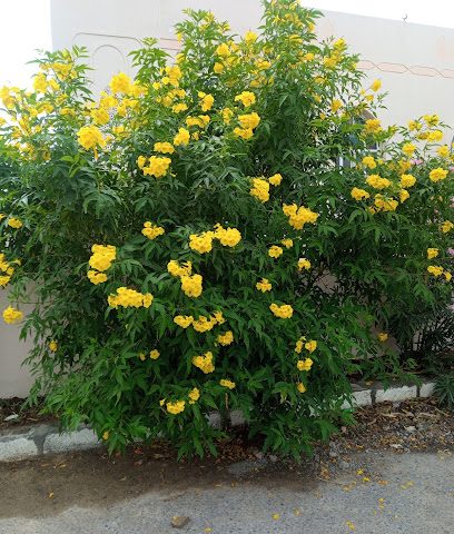........ - Nizwa -
