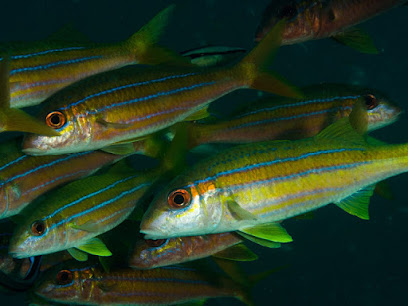 ABT Divers - Salalah - +968 9989 4032