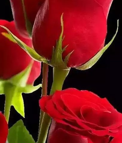 Princess Rose Excellent أميرة الورد المميزة - Seeb -