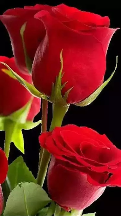 Princess Rose Excellent أميرة الورد المميزة - Oman|al hail janubiyah way 2755