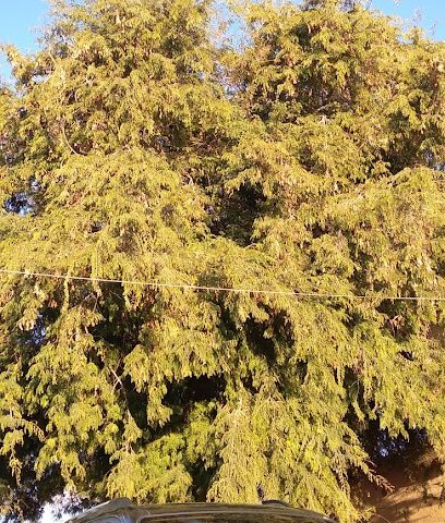 شركة أعلاف ظفار ( الصفوه ) - Salalah - +968 23 225381