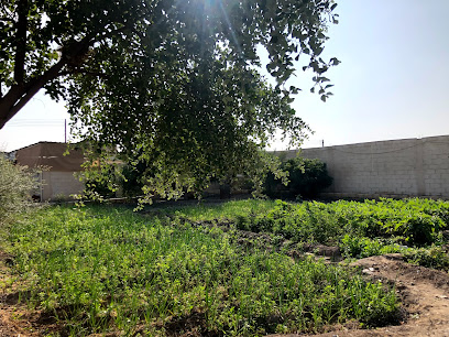 مزرعة الجبل بهلاء - Bahla - +968 9933 2284