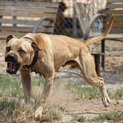Viking Canine Oman - Barka - +968 7947 4470