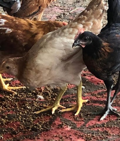 Retail Fesh Chicken Sell - Al Buraimi - +968 9455 5290