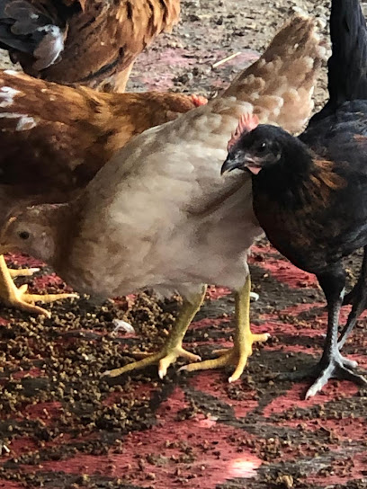 Retail Fesh Chicken Sell - Oman|Al Buraimi|7Q5F+P2V
