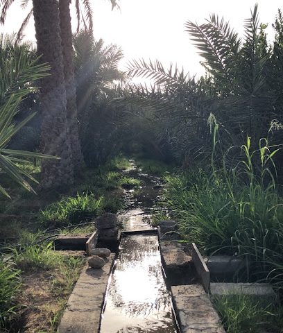 نخل النعمّة - Al Buraimi -