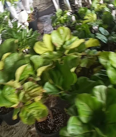Al Mihrab Garden Center - Seeb -