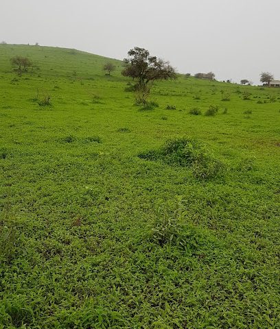 Salalah Central Market - Salalah - +968 9271 4294