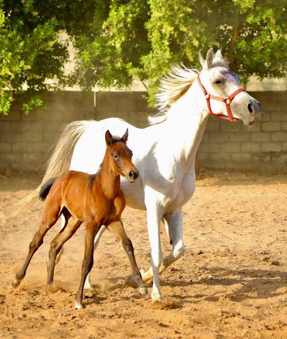 مربط الشهباء للفروسية - Nizwa - +968 9793 1494
