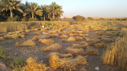 مزارع المنكس - Ad Dreez -
